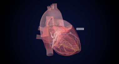 Normal Kalp atışı sırasında kalp iletim sistemi 3D görüntüleme