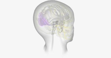 Aura 'lı migren, beynin belli bölgelerine giden oksijenin azalmasından kaynaklanabilir. 3B görüntüleme