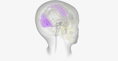 Aura 'lı migren, beynin belli bölgelerine giden oksijenin azalmasından kaynaklanabilir. 3B görüntüleme