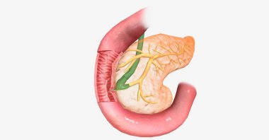 Pankreas enzimleri karbonhidrat, yağ ve proteinleri sindirirken, pankreas hormonları kan şekeri seviyelerini artırma veya azaltma ihtiyacını işaret eder. 3B görüntüleme