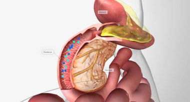 Onikiparmak bağırsağı işlemesindeki B12 ve içsel faktör