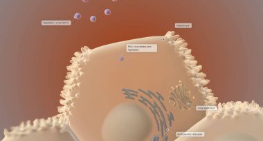 Hücresel düzeyde, hepatit C virüsü (HCV) karaciğer hücrelerini (hepatositler) ele geçirir ve çoğalır. 3B görüntüleme