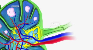Lenf beyaz kan hücreleri, hormonlar, besinler, mikroorganizmalar ve hücre atıkları içerir. 3B görüntüleme