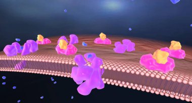 Hipoglisemi diyabet tedavisinde kullanılan insülin ilaçlarının bir sonucu olabilir. 3B görüntüleme