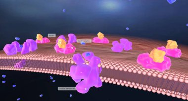 Hipoglisemi diyabet tedavisinde kullanılan insülin ilaçlarının bir sonucu olabilir. 3B görüntüleme