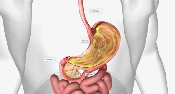 B12和胃三维渲染的内在因素 — 图库照片