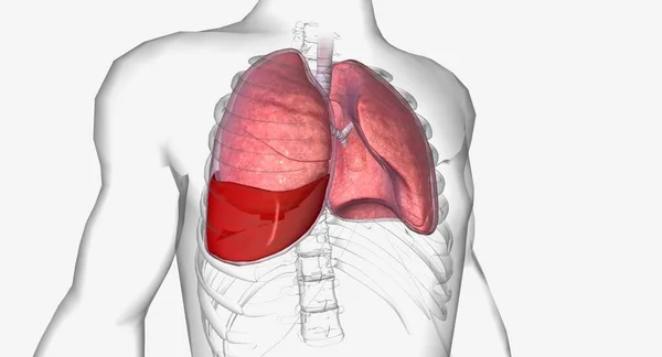 Hemothorax Pulmonary Condition Which Blood Accumulates Lungs Rendering — 스톡 사진