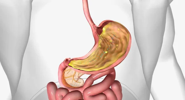 胃のB12と内在性因子3Dレンダリング — ストック写真