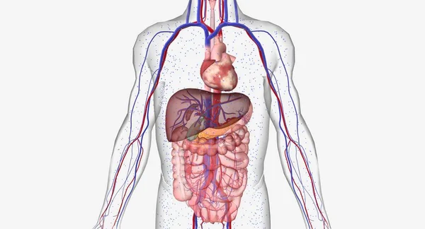 Hipoglicemia Baixo Nível Açúcar Sangue Uma Condição Caracterizada Por Níveis — Fotografia de Stock