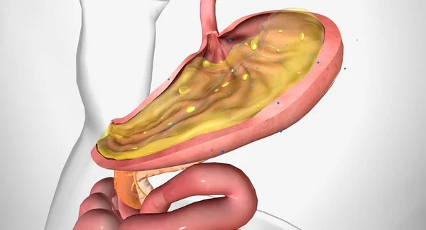 胃の中のB12 3Dレンダリング — ストック写真