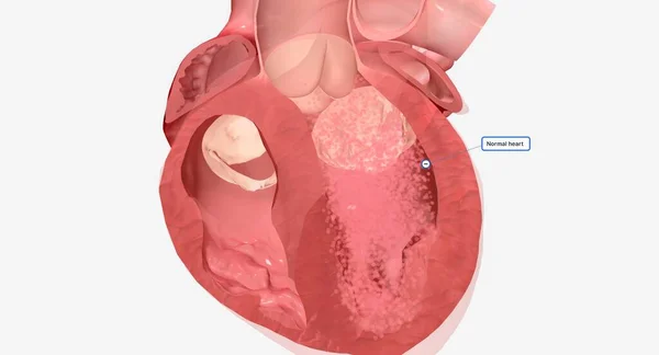 Corazón Órgano Muscular Que Responsable Bombear Sangre Por Todo Cuerpo —  Fotos de Stock