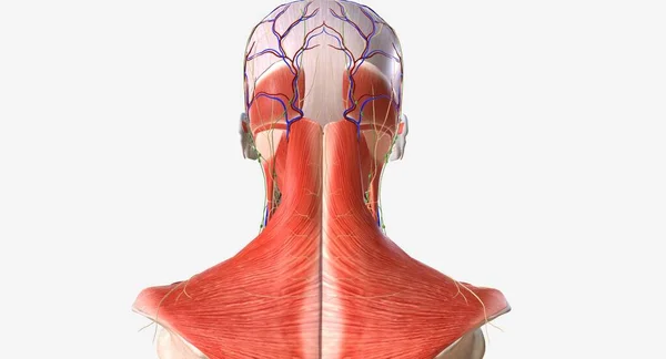 头部是身体的最高部位 颈部是头部和躯干之间的区域 3D渲染 — 图库照片