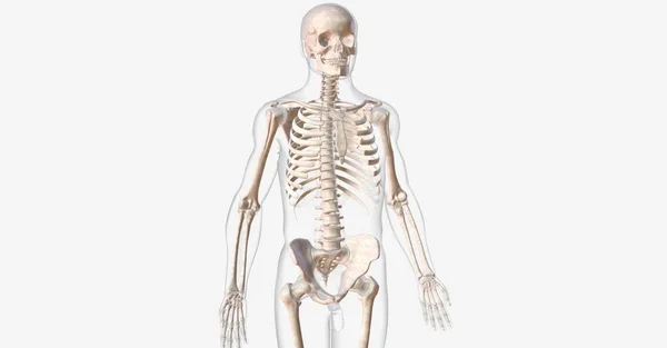 骨骼保护和支持重要器官 并与肌肉一起帮助身体运动 3D渲染 — 图库照片
