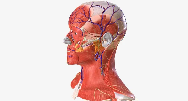頭は体の最も高い部分で 首は頭と幹の間の領域です 3Dレンダリング — ストック写真