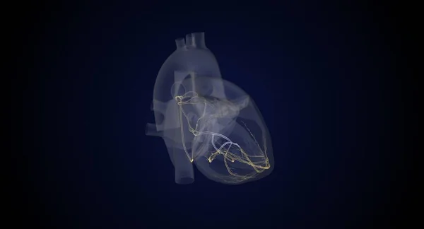 Conduction System Sends Electrical Signals Tell Heart Squeeze Contract Rendering — Stock Photo, Image