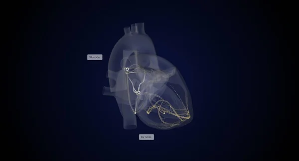 导电系统发出电信号 指示心脏挤压和收缩 3D渲染 — 图库照片