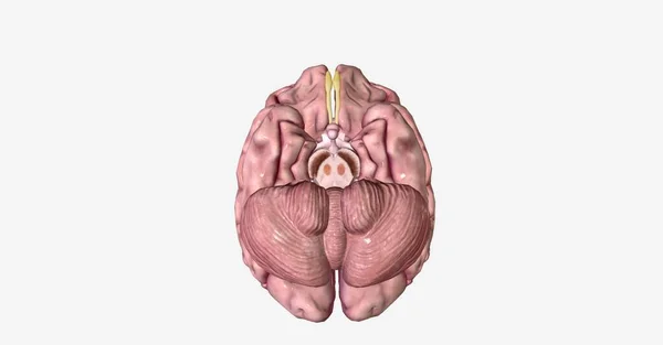 中脑包含数个核团 左右红核团和左右黑核团 3D渲染 — 图库照片