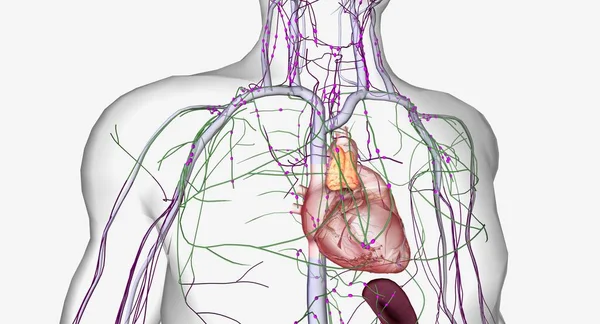 当它们接近心脏时 它们合并在一起 形成更大的血管 就像静脉一样 3D渲染 — 图库照片