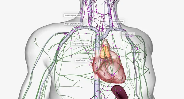 当它们接近心脏时 它们合并在一起 形成更大的血管 就像静脉一样 3D渲染 — 图库照片