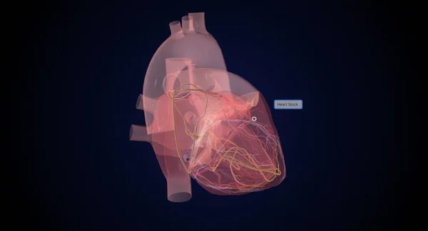 Система Провідності Серця Під Час Звичайного Рендерингу Серця — стокове фото