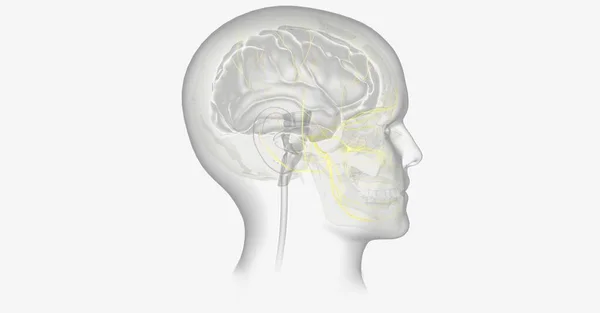 有光晕的偏头痛可能是由于对大脑某些部分的氧气减少引起的 3D渲染 — 图库照片