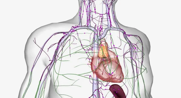 Merge Form Bigger Vessels Heart Much Veins Rendering — Stock Photo, Image