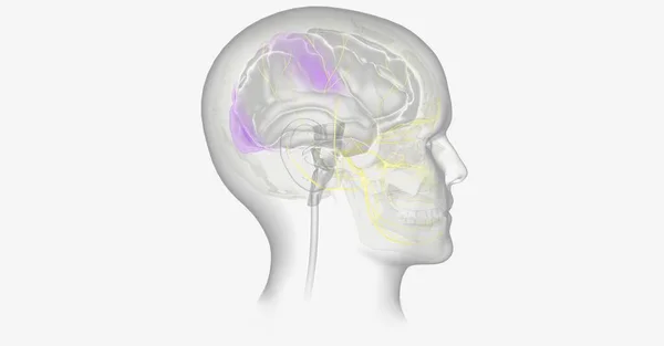 Migräne Mit Aura Kann Durch Sauerstoffmangel Bestimmten Teilen Des Gehirns — Stockfoto