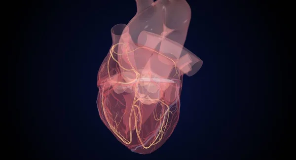 Cardiac Conduction System Normal Heart Beat Rendering — 스톡 사진