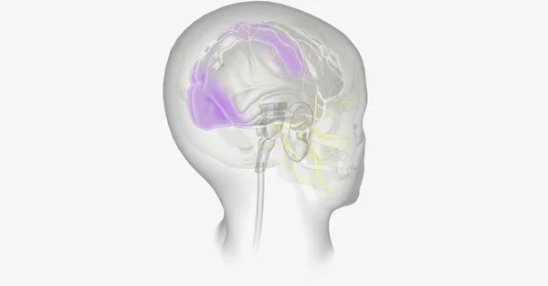 Мигрень Аурой Вызвана Пониженным Содержанием Кислорода Определенных Частях Мозга Рендеринг — стоковое фото