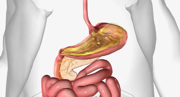 B12和胃三维渲染的内在因素 — 图库照片