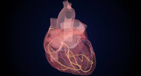 Sistema Condução Cardíaca Durante Renderização Normal Batimento Cardíaco — Fotografia de Stock