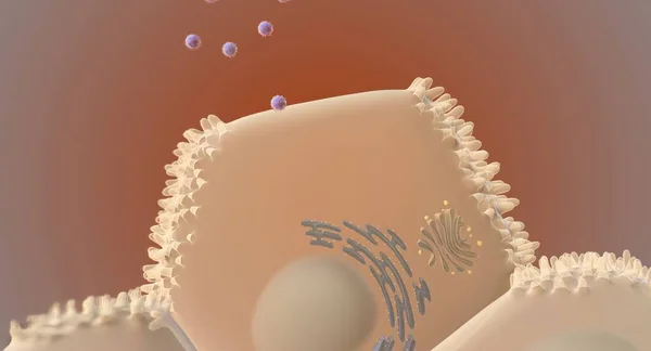 在细胞一级 丙型肝炎病毒 Hcv 侵入肝细胞 肝细胞 并复制 3D渲染 — 图库照片