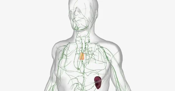 B淋巴细胞高度集中于淋巴结 并在淋巴和循环系统中传播 3D渲染 — 图库照片