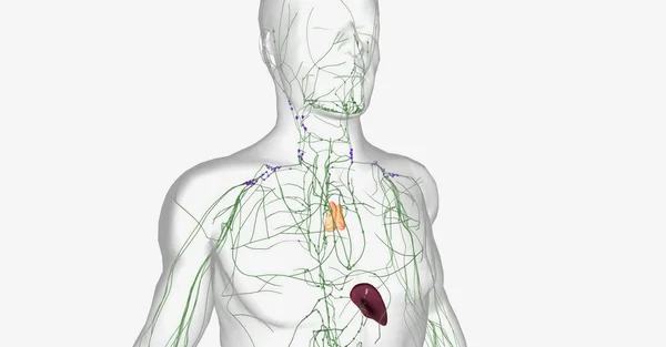B淋巴细胞高度集中于淋巴结 并在淋巴和循环系统中传播 3D渲染 — 图库照片