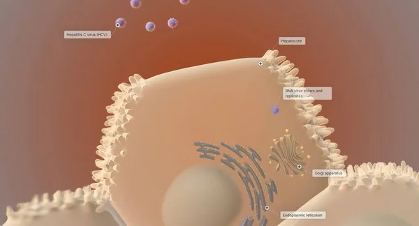 stock image At the cellular level, the hepatitis C virus (HCV) invades liver cells (hepatocytes) and replicates. 3D rendering