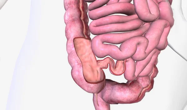 静脈瘤バルブは 小腸と大腸の接合部に生理的括約筋を持つ乳頭構造です 3Dレンダリング — ストック写真