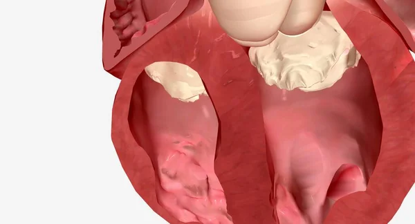 심장의 심낭은 우심실을 좌심실 분리시키는 근육질 벽입니다 심장의 방이죠 렌더링 — 스톡 사진