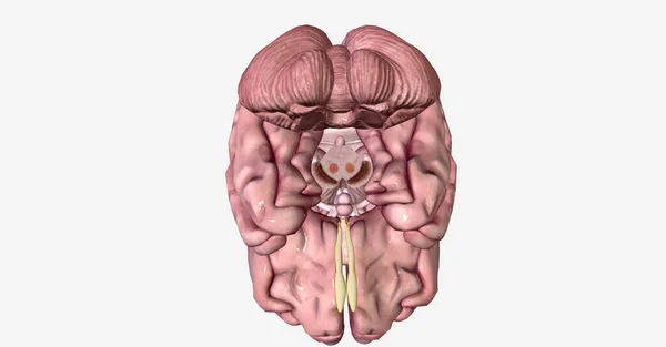 中脑包含数个核团 左右红核团和左右黑核团 3D渲染 — 图库照片