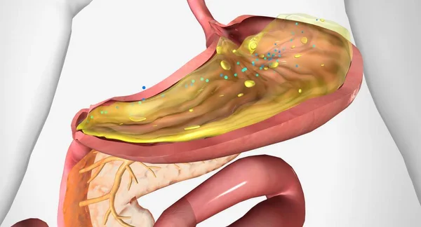 胃のB12と内在性因子3Dレンダリング — ストック写真