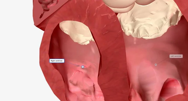 心脏的间隔是将右心室与左心室分开的肌肉壁 左心室是心脏的两个底部室 3D渲染 — 图库照片