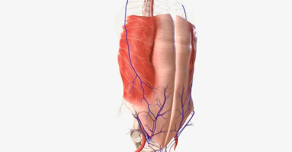 Limitado Por Músculos Contém Maioria Dos Órgãos Gastrointestinais Como Estômago — Fotografia de Stock