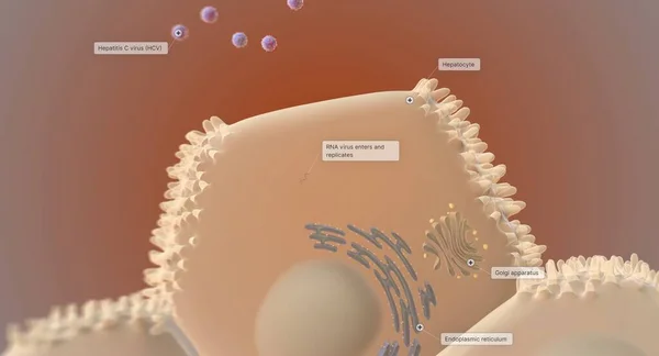 細胞レベルでは C型肝炎ウイルス Hcv が肝細胞 肝細胞 に侵入し 複製する 3Dレンダリング — ストック写真