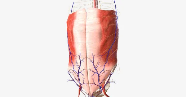 它由肌肉控制 包含大多数胃肠道器官 大肠和小肠 3D渲染 — 图库照片