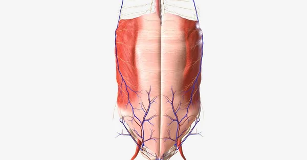 Limitado Por Músculos Contém Maioria Dos Órgãos Gastrointestinais Como Estômago — Fotografia de Stock