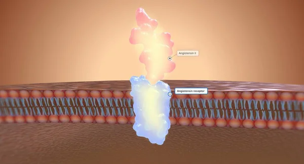 stock image In the kidney, angiotensin II works by connecting with receptors called angiotensin receptors.3D rendering