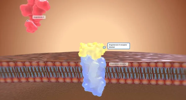 Stock image Angiotensin II receptor blockers (ARBs) work by preventing angiotensin II from binding to receptors in the kidneys. 3D rendering