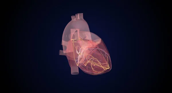 Sistema Condução Cardíaca Durante Renderização Normal Batimento Cardíaco Imagem De Stock