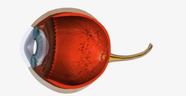 Retina, iç gözün arkasındaki ışık görüntülerini sinir sinyallerine dönüştüren ve beyne gönderen doku katmanıdır. 3B görüntüleme