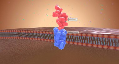 Böbrekte, anjiotensin II anjiotensin reseptörlerine bağlanarak çalışır.