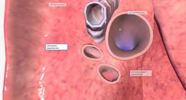 Her akciğerin hilumu akciğerlerin kenarına bakan orta veya mediastinumda bulunur. 3B görüntüleme